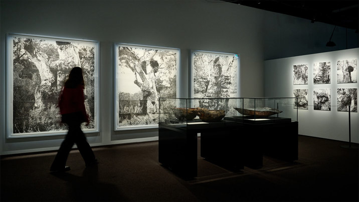 A museum visitor looks at a displays showing old gumtrees in ngiyama mirrim baany yulendj | reawakening deep water knowledge exhibition.