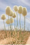 Fluffy white flowers on tall stalks in grassland