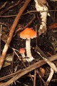 Two toadstools growing from the earth, surrounded by branches and sticks