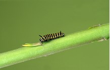 A newly hatched caterpillar eating a leaf on a branch