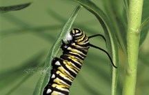 A caterpillar producing silk from its mouth