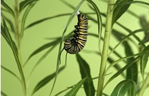 A caterpillar anchored to a leaf, getting ready to pupate