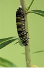 The caterpillar’s chrysalis is beginning to form over its body