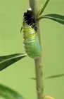 Most of the caterpillar’s body is enveloped in its green chrysalis