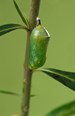 The caterpillar is fully covered in its green chrysalis