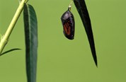 A butterfly is encased by the chrysalis