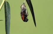 The butterfly is beginning to leave the chrysalis, head first. Half of the butterfly is inside the chrysalis while the other half is outside
