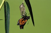The adult butterfly breaks from its chrysalis and begins to inflate its wings