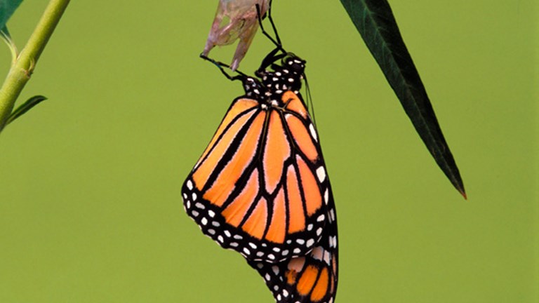 The adult butterfly is hanging from its chrysalis, and its wings are fully inflated