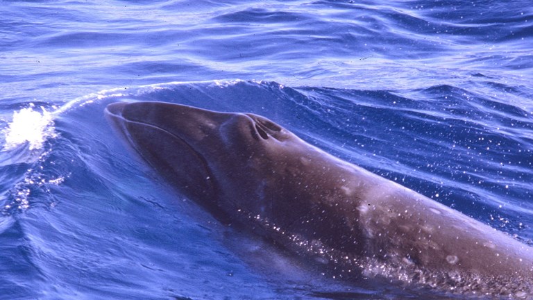 A view of a whale at the surface from above