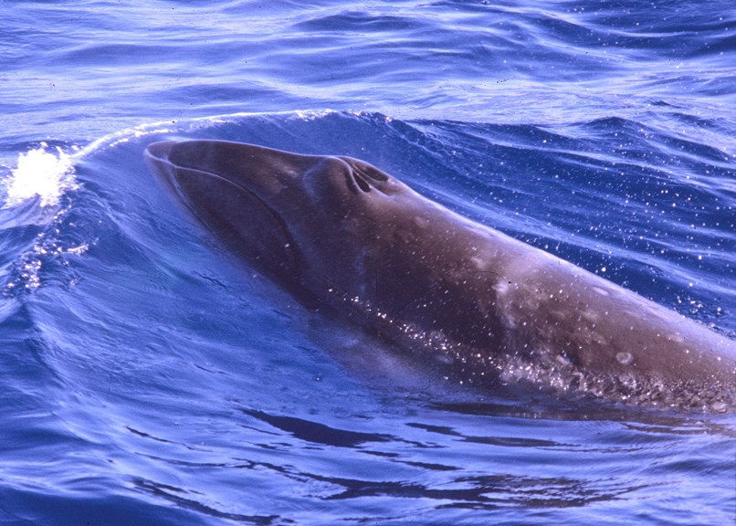 A view of a whale at the surface from above