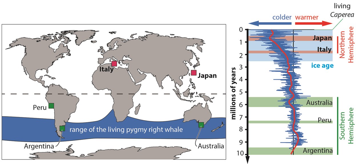 Distribution Map of fossils and living pygmy whale