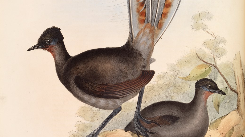 Australian Lyre Bird, Menura Superba from J. Gould's The Birds of Australia, vol. iii