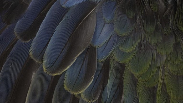 Feathers of a bird wing