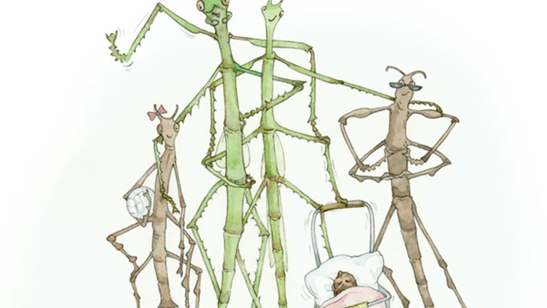 An illustration of stick insect group with all life stages together, egg in crib, nymphs at two sizes, adult male and female.