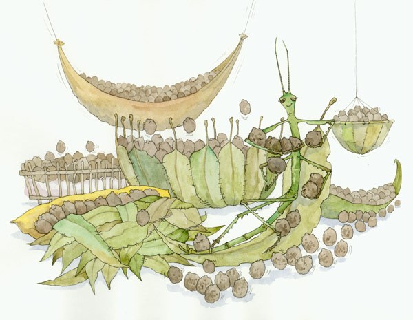 An illustration of an adult female and hundreds of eggs