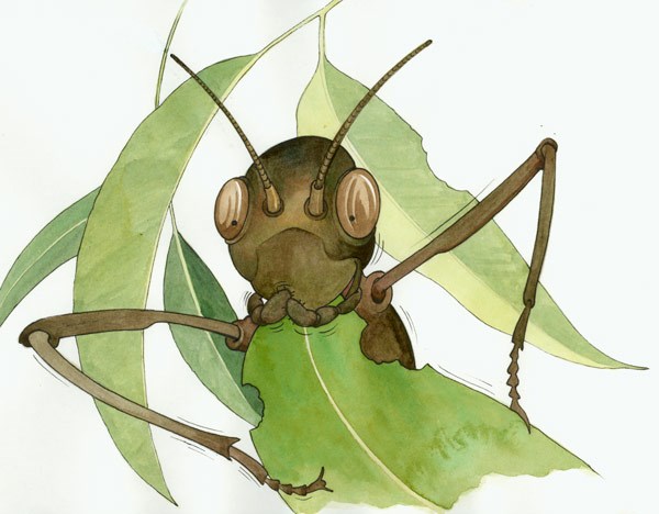 An illustration of a stick insect in a tree eating leaves