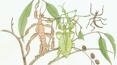 An illustration of a group of stick insects of different species