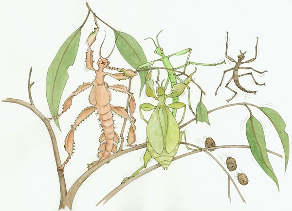 An illustration of a group of stick insects of different species