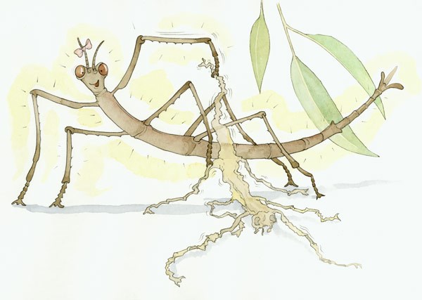 An illustration of a stick insect nymph with cast off skin (slough) on ground next to it