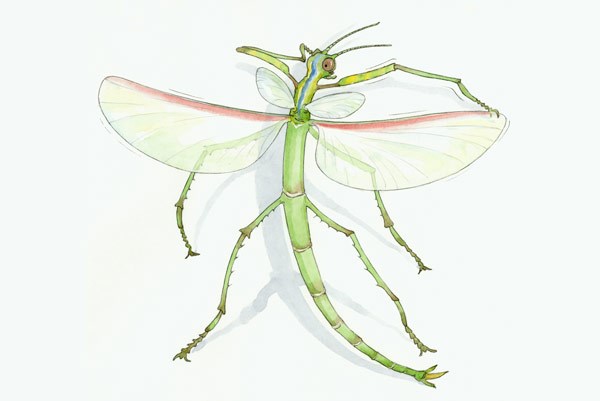 An illustration of an adult male with wings extended