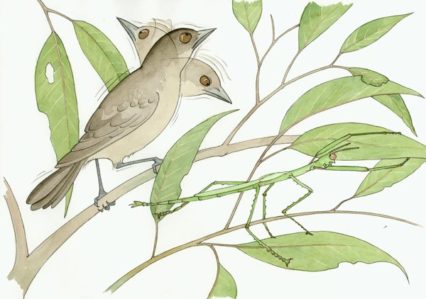 An illustration of a bird perched on a leafy twig next to motionless stick insect, unaware it is there
