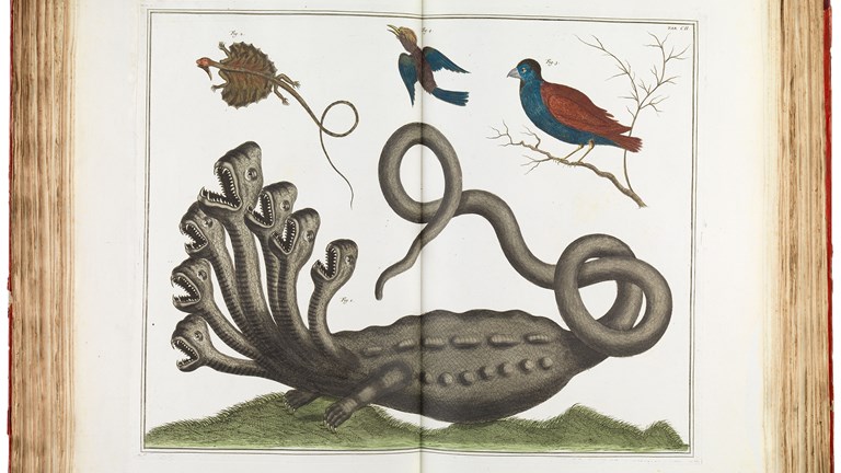 Fanciful scientific illustration of a seven-headed reptilian beast. Two birds fly above it; another perches on a twig.