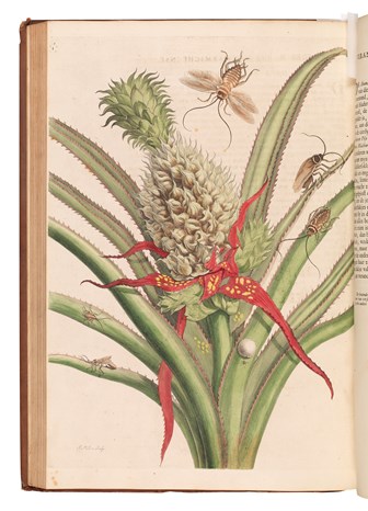 Scientific illustration of a pineapple plant accompanied by some insects on it and above it
