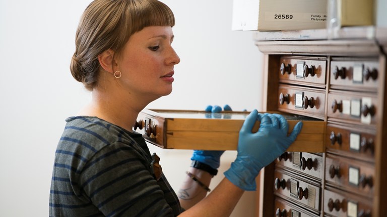 Collection manager Bentley Bird checking drawers with eggs during collection audit in Ornithology store.