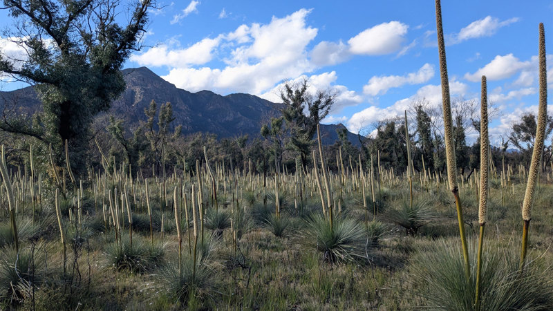 Image of Grampians National park, grass trees in flower in the front of the images, rock cliffs in the background of the image. 
