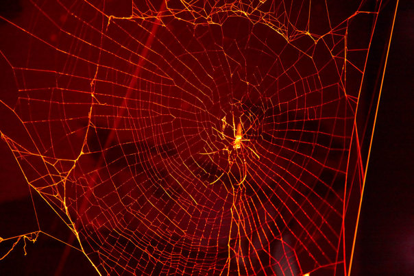 A spider on a web at night.