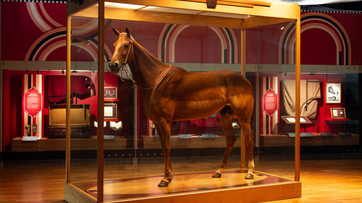 Phar Lap on display at Melbourne Museum as part of his 100th Birthday celebration.