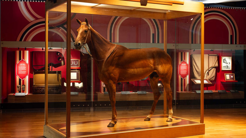 Phar Lap on display at Melbourne Museum as part of his 100th Birthday celebration.