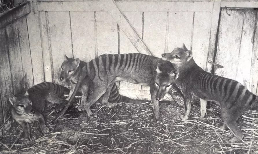 Tasmanian tigers in captivity.