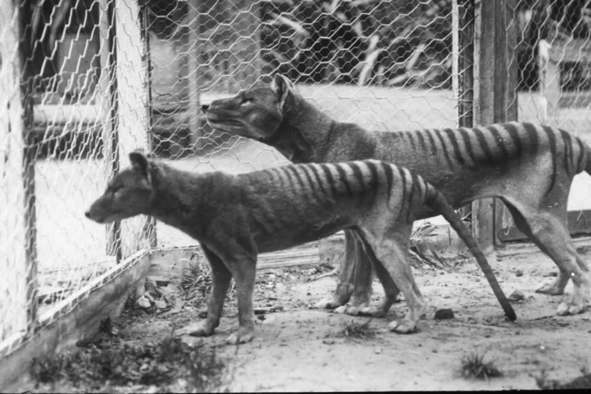 Tasmanian tigers in captivity.