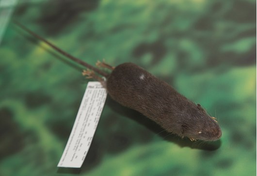 <i>Gracilimus radix</i>, Slender Rat specimen on display