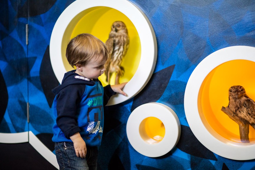 Toddler looking at the animals in the 'Nighttime Nook' portholes in the Children's Gallery