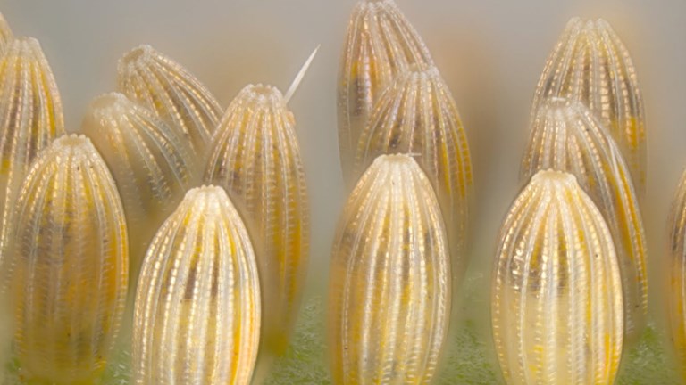 Butterfly eggs: Belenois java teutonia, Caper White