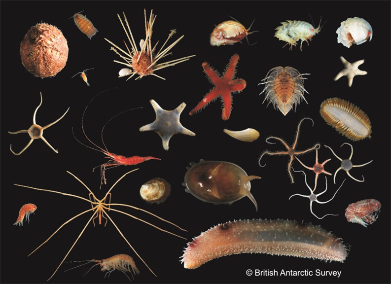 Some of the marine invertebrates found in the nearby Weddell Sea on earlier voyages. Credit: British Antarctic Survey