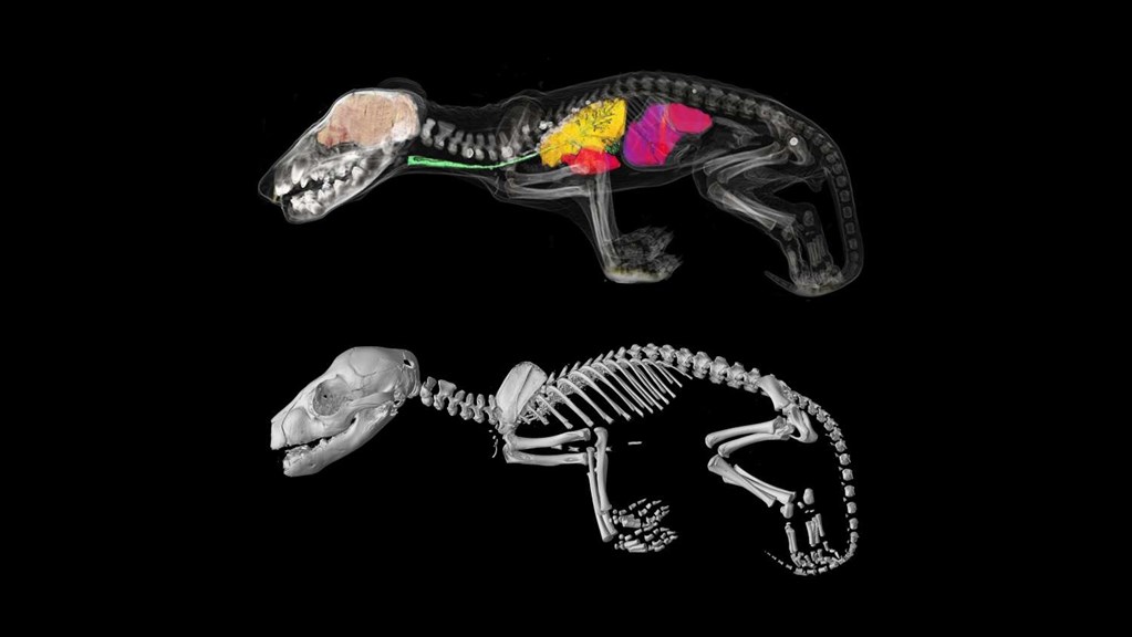 Tasmanian tiger joey scans