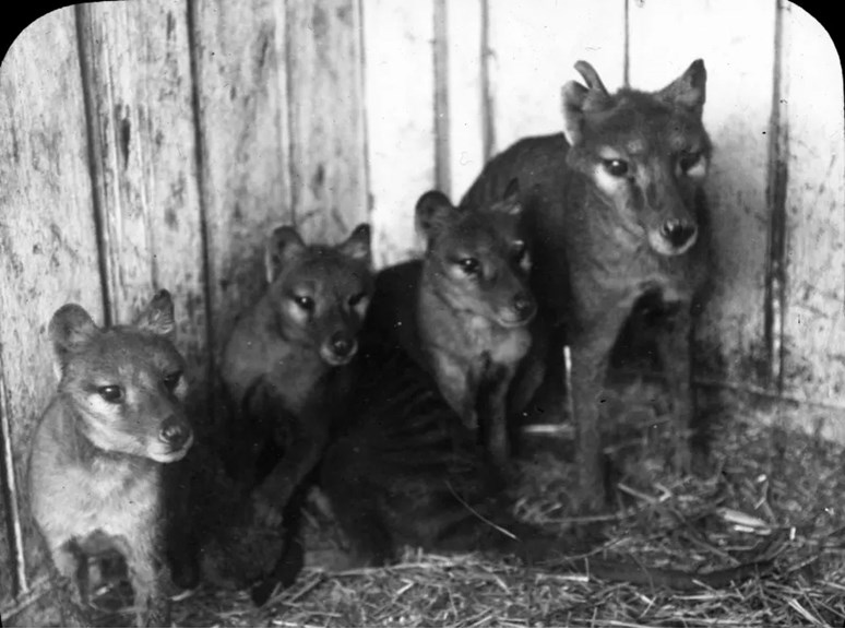 Black and white photograph of a Tasmanian Tiger and three cubs