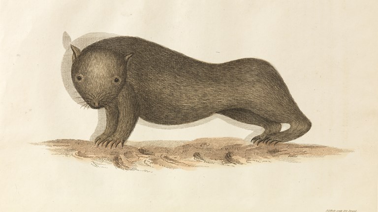 Wombat, as depicted in 'An account of the English colony in New South Wales, from its first settlement in January 1788 to August 1801'.