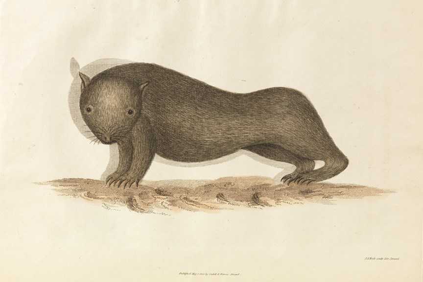 Wombat, as depicted in 'An account of the English colony in New South Wales, from its first settlement in January 1788 to August 1801'.