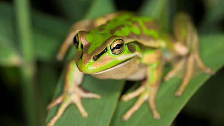 Green and Golden Bell Frog, sitting on reeds.