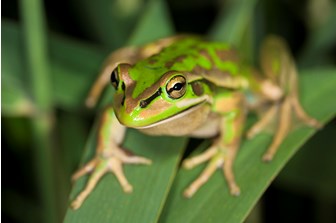 Green and Golden Bell Frog, sitting on reeds.