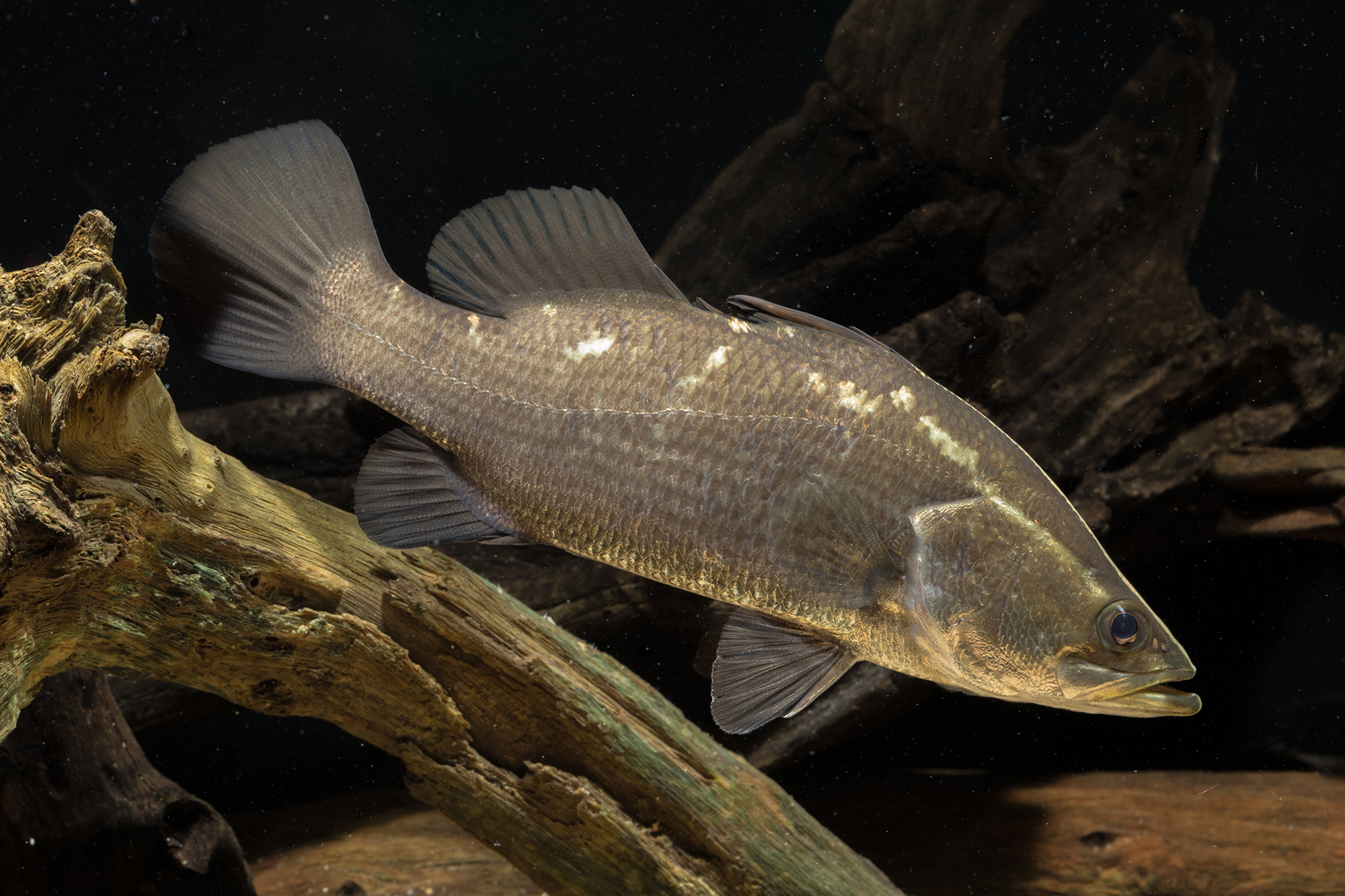 A treasure trove of freshwater fish biodiversity - Museums Victoria