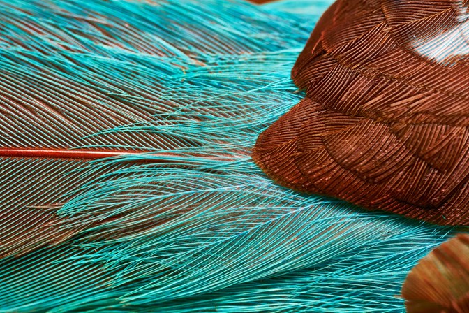Blue bird feathers up close