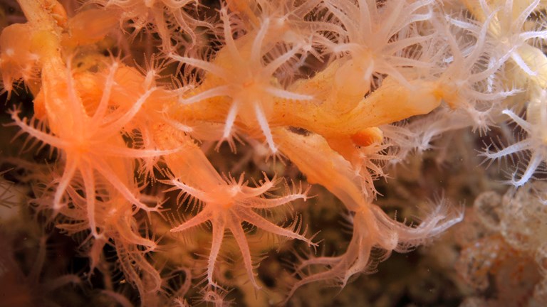 Delicate orange soft corals 