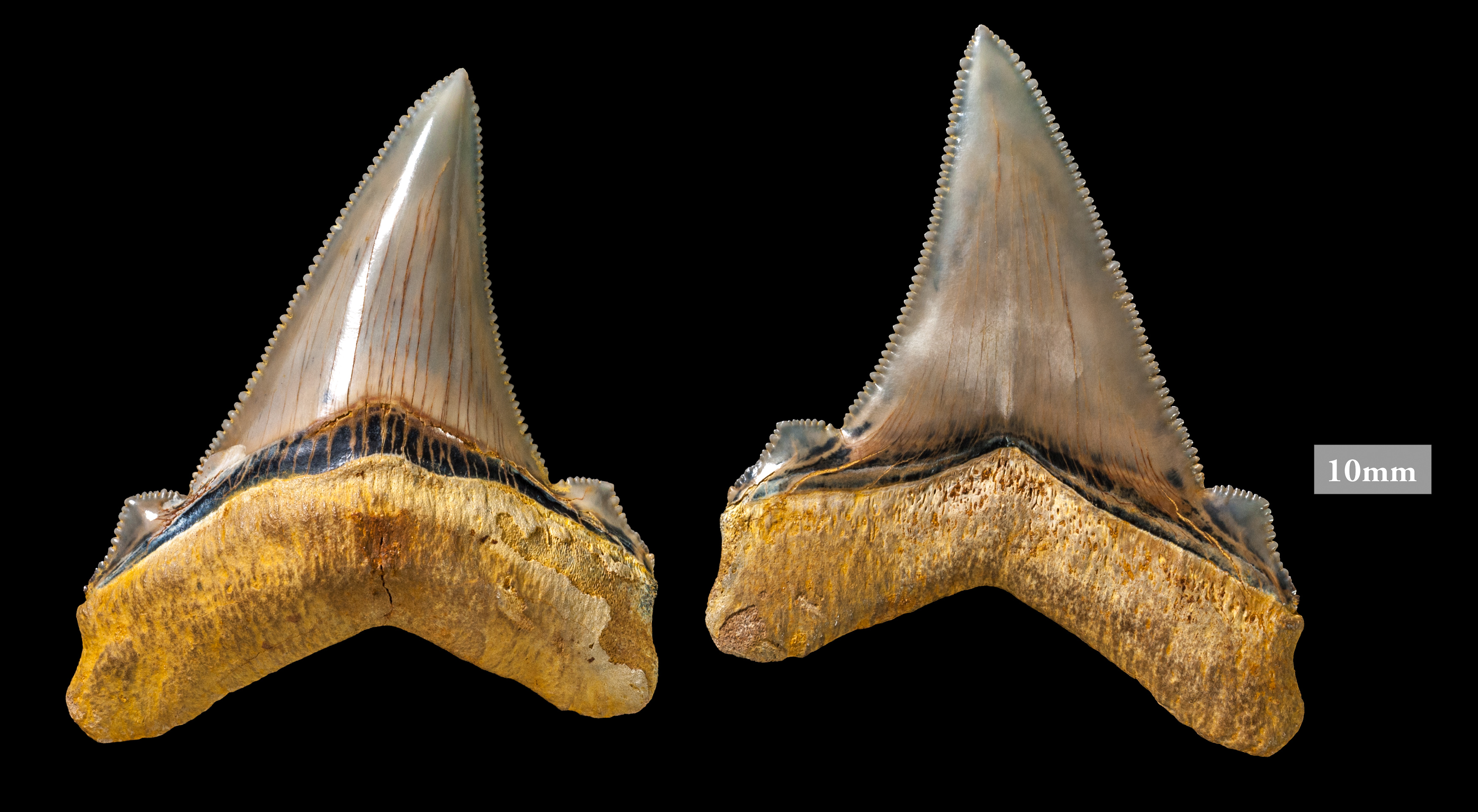 Victorian Fossil Find Uncovers Prehistoric Leftovers of Colossal Shark