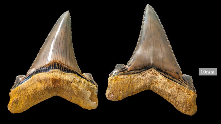 Shark teeth